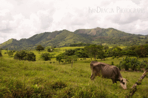 Dominican Field & Mountains