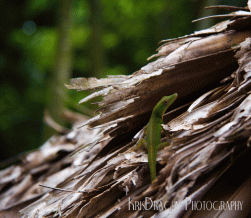Green Anolis in a Hatched Roof