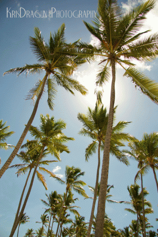 palms-on-the-beach